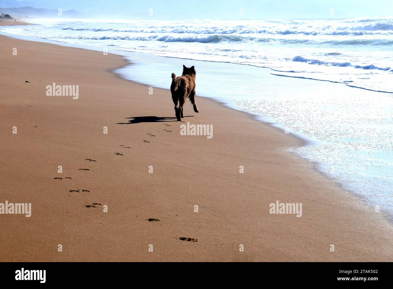 Cane da pastore belga che corre lungo la solitaria spiaggia di sabbia dorata naturale, guardando verso le onde bianche schiumose che arrivano, lasciando impronte di zampe alle spalle, Mediterr Foto Stock