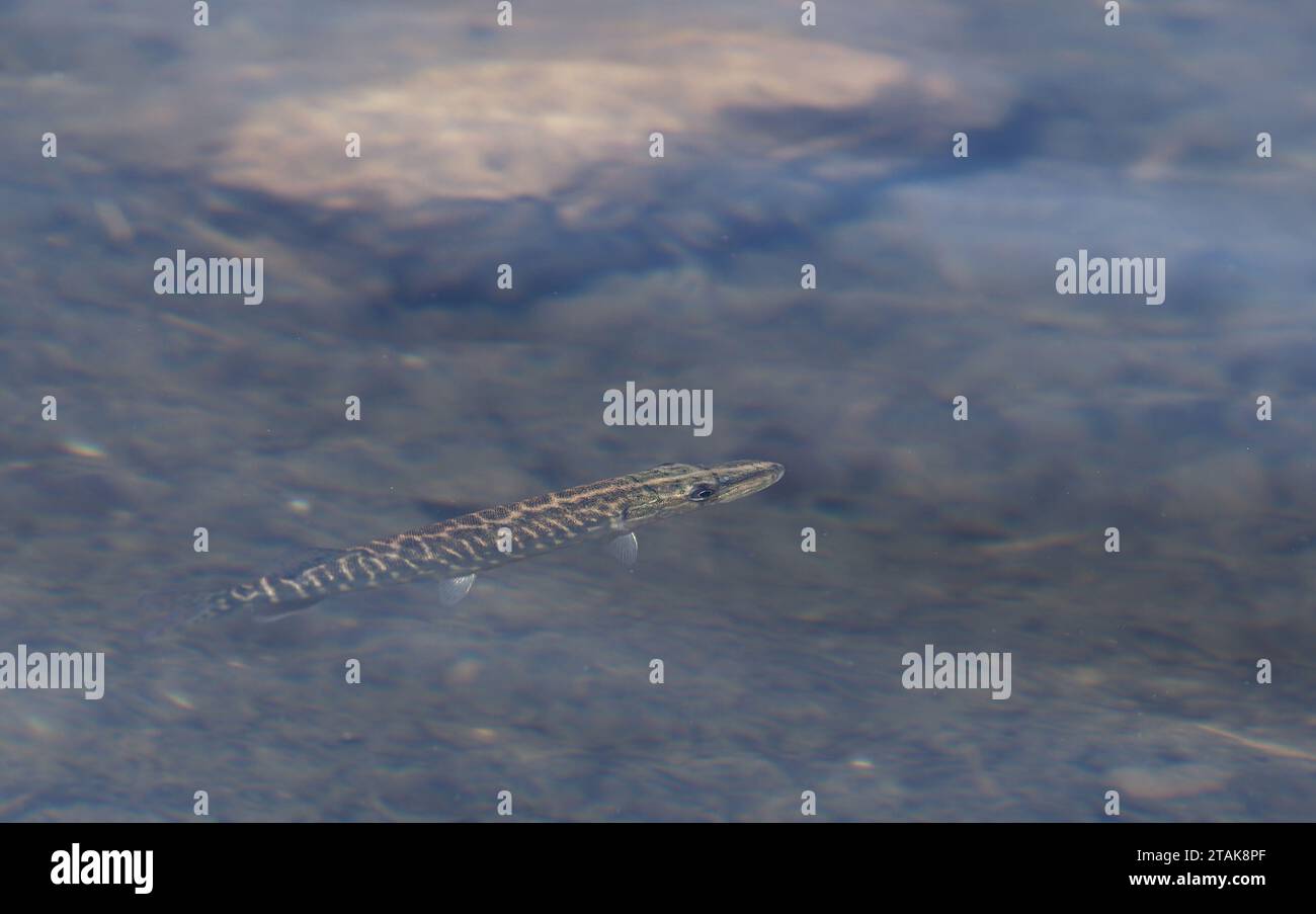 Luccio settentrionale, Esox lucius, in acque poco profonde Foto Stock