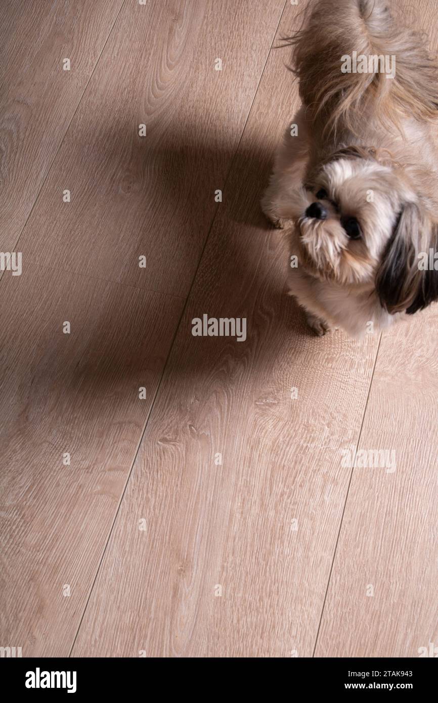fotografia, cane purosangue, shih tzu, animale domestico, mammifero, amicizia, spazio vuoto, animale, giovane, piccolo, doggy, amico, interno, vita domestica, soggiorno, ve Foto Stock