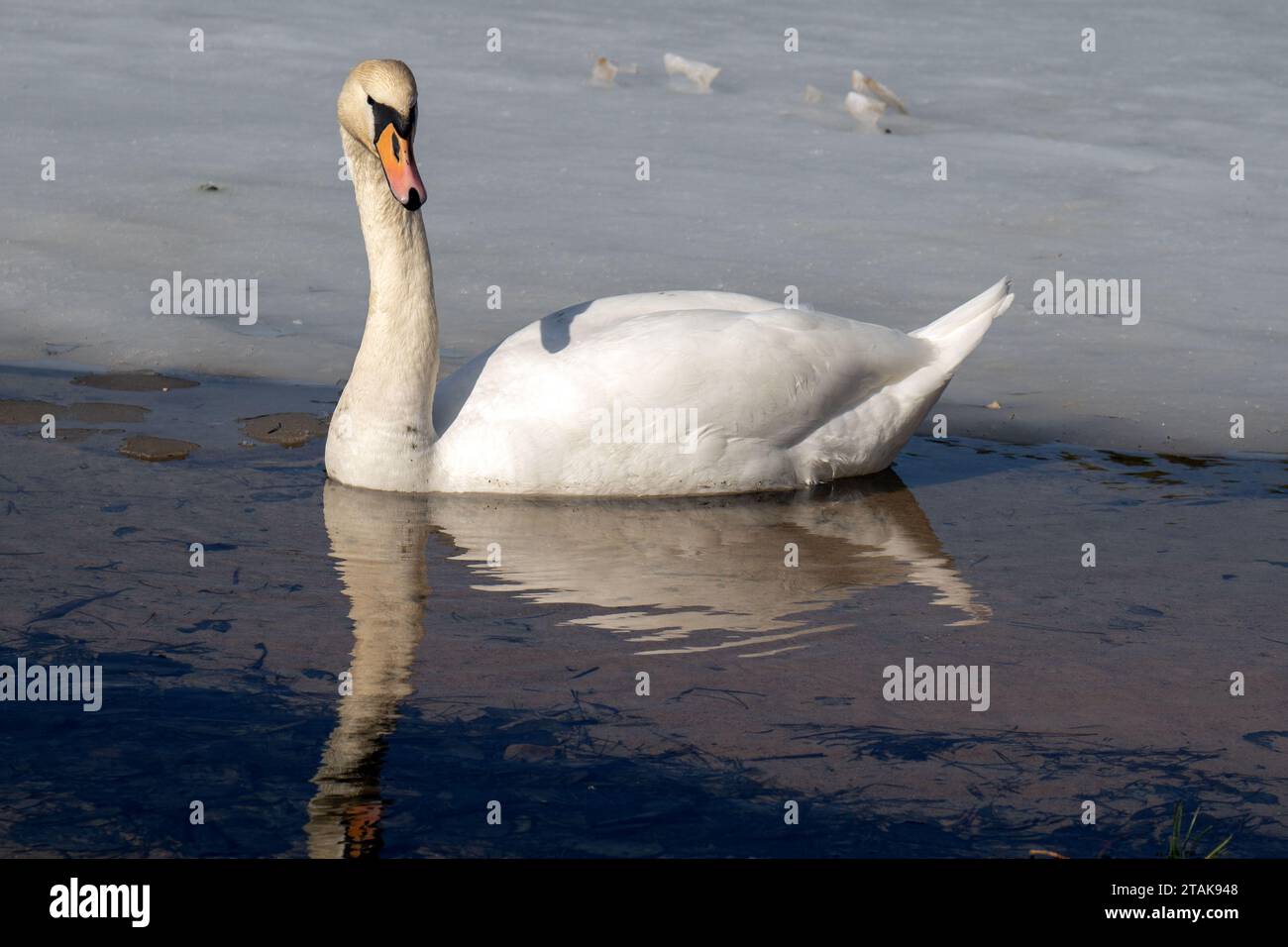 foto di animali selvatici, un maestoso cigno scivola graziosamente su un lago ghiacciato. Il ghiaccio riflette la bellezza dell'uccello, creando un sereno e incantevole Foto Stock