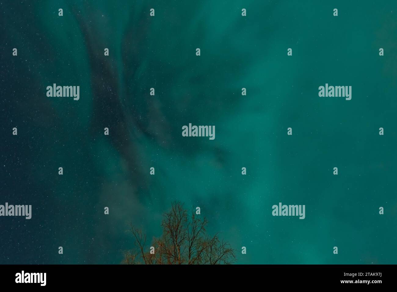 Cielo notturno con aurora boreale, foto in basso, cima di betulla sul lato inferiore nel mezzo. Semaforo verde di Aurora Borealis Foto Stock
