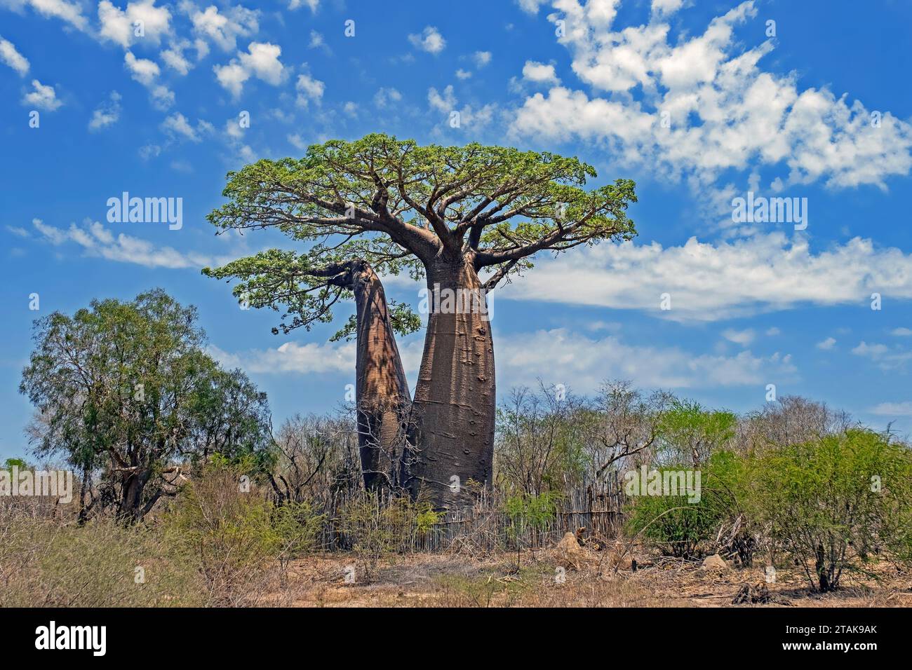 Baobab di Grandidier / baobab gigante / malga di baobab (Adansonia grandidieri), regione di Menabe, Madagascar, Africa Foto Stock