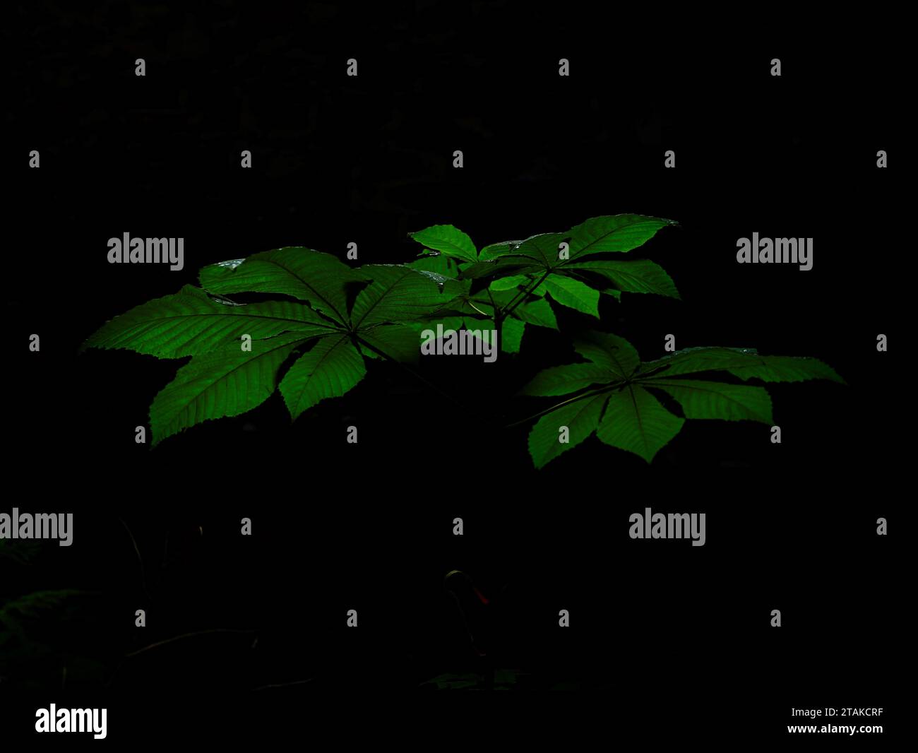 Un solo ippocastano cresce tranquillamente dietro un edificio esterno. Poi fu creata la luce per immaginare l'evoluzione della vita vegetale sulla Terra. Foto Stock