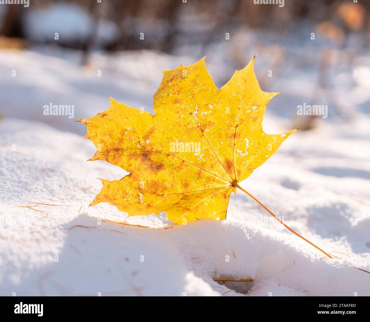 Żółty liść na śniegu Foto Stock