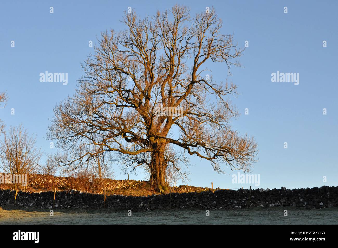 Trees in Winter Light, Peak District Foto Stock