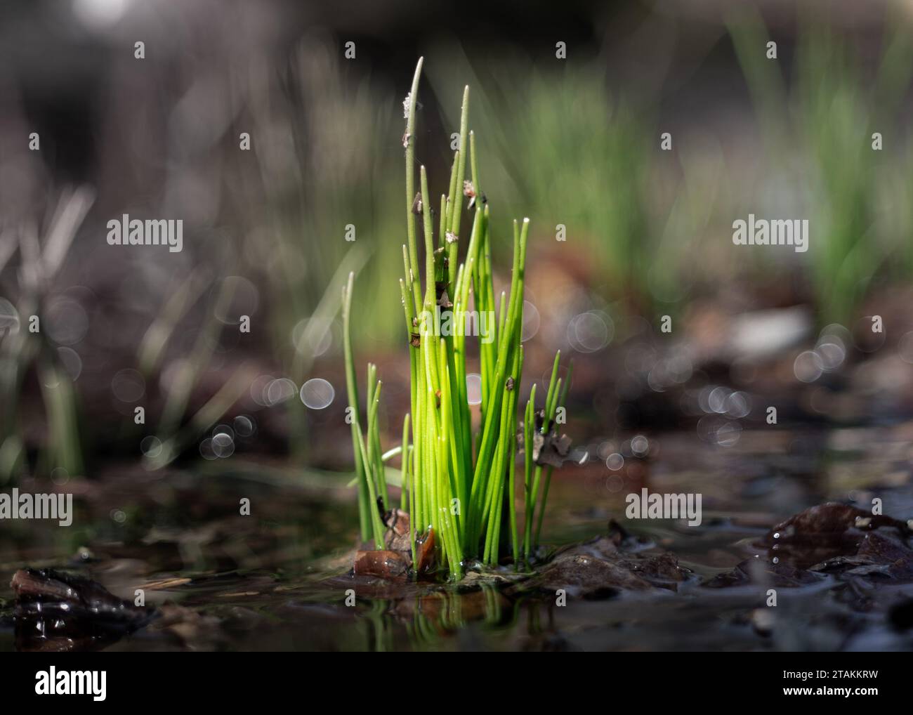 Una singola lama di erba è parzialmente immersa in un corpo d'acqua che sta rapidamente aumentando Foto Stock
