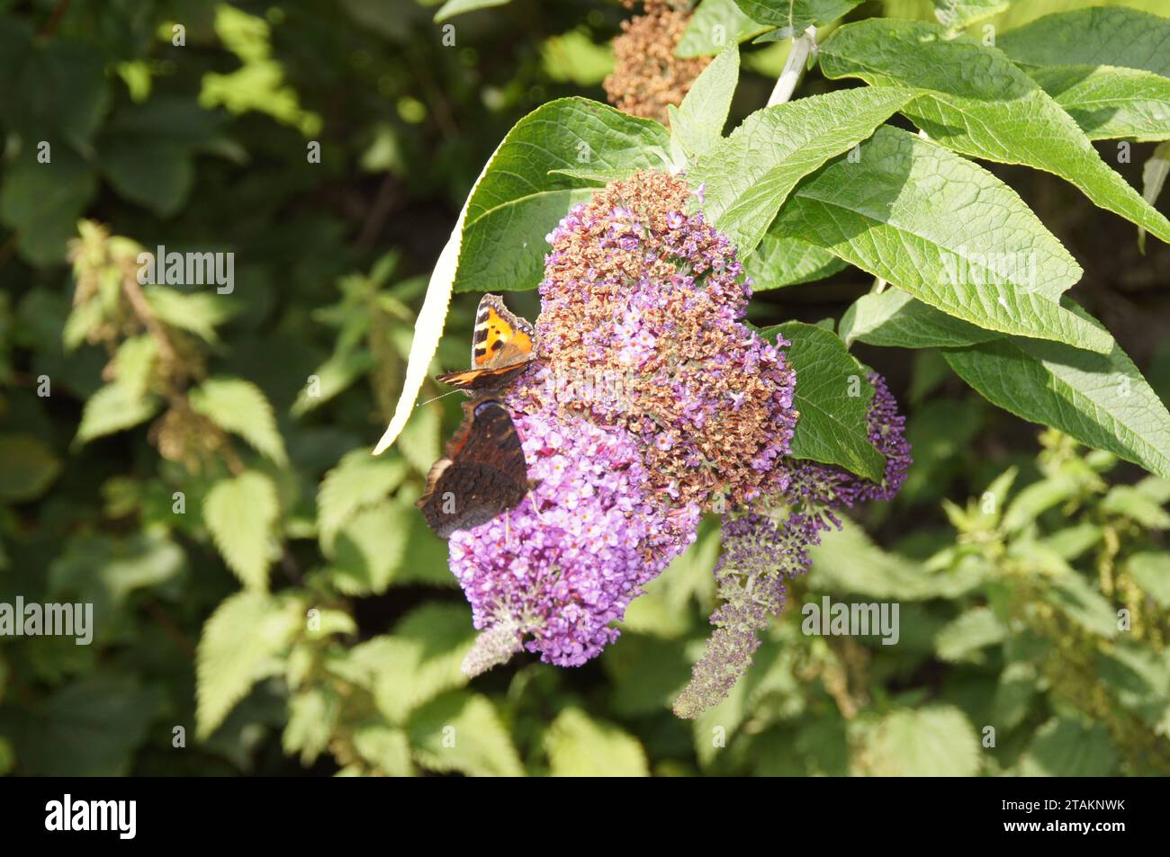 Painted Lady Vanessa cardui, Lothersdale, North Yorkshire, Inghilterra, Regno Unito Foto Stock