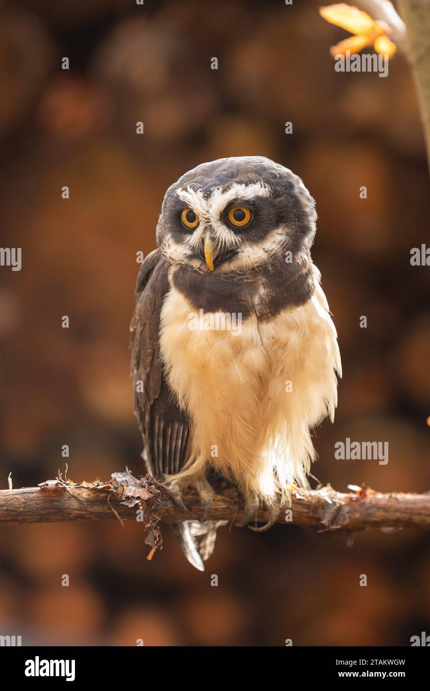 Un animale meraviglioso. Il gufo dagli occhiali si trova su un ramo e si affaccia sulla foresta autunnale. Il caratteristico piumaggio sul viso gli dà il nome. Foto Stock