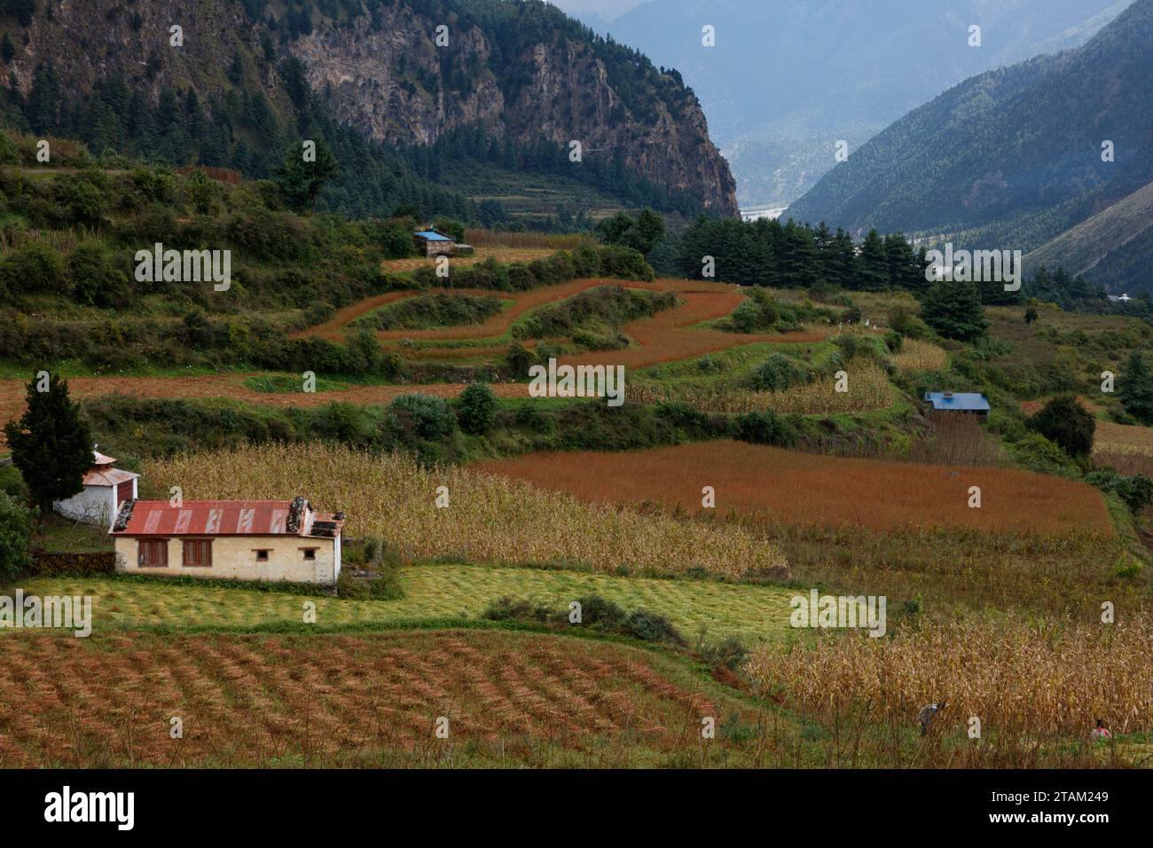 Campi fertili su una collina di un affluente del fiume Kali Gandaki - Mustang Ditrict, Nepal Foto Stock