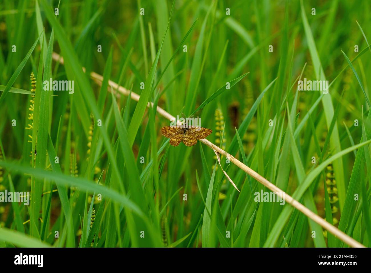 Ematurga atomaria Family Geometridae Genus Ematurga Common Heath falena natura selvaggia insetti carta da parati, foto, fotografia Foto Stock