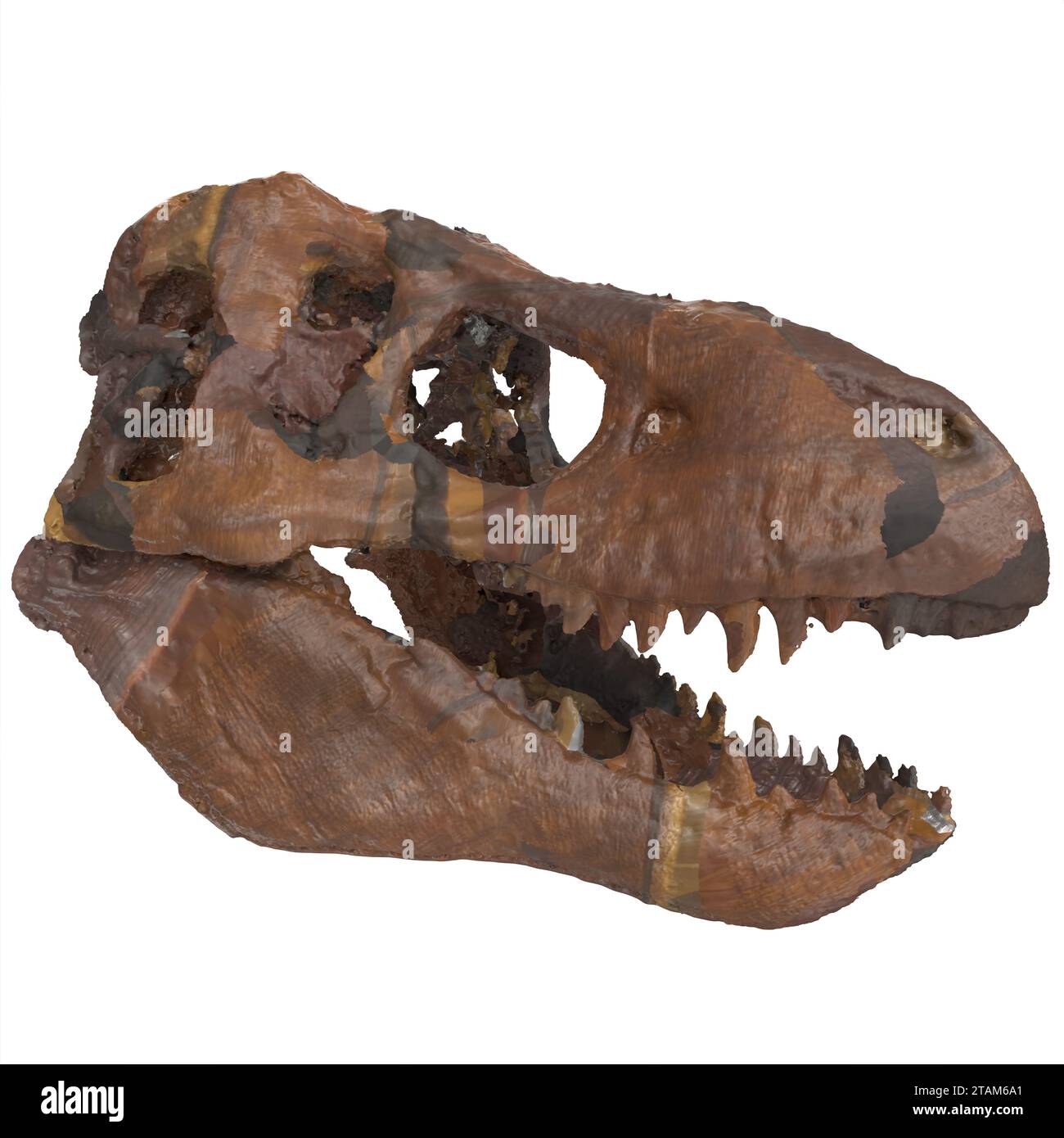 Teschio di dinosauro isolato su sfondo bianco Foto Stock
