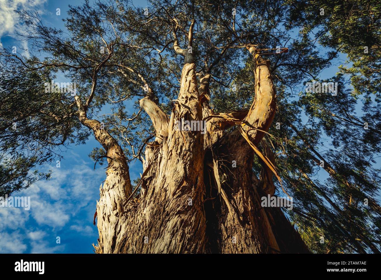 Maestosi alberi di eucalipto che si stagliano su di un cielo vibrante, creando una scena naturale tranquilla e senza tempo, vista dall'angolo basso Foto Stock