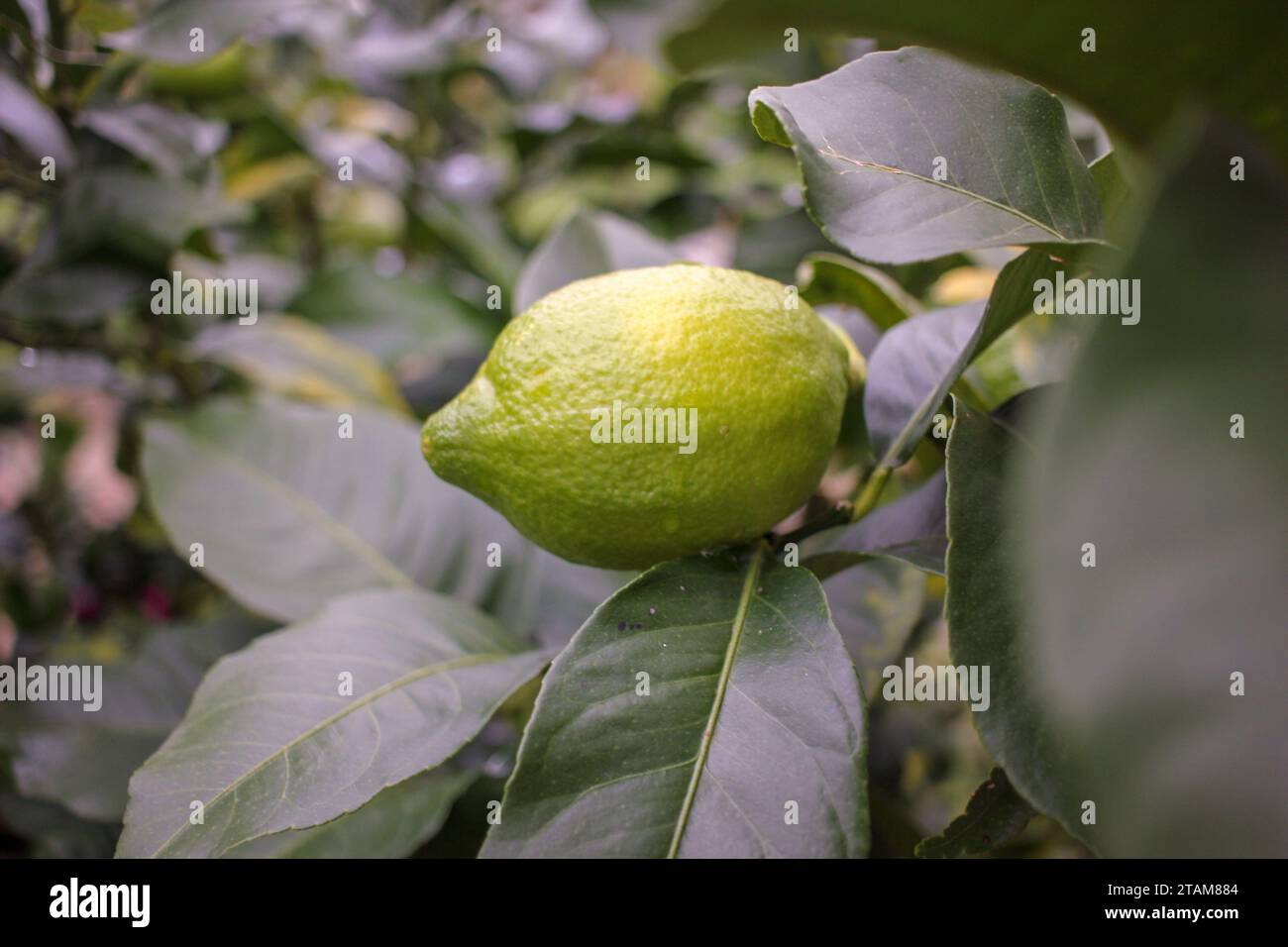Limone biologico nel mio frutteto in Galizia, Spagna Foto Stock