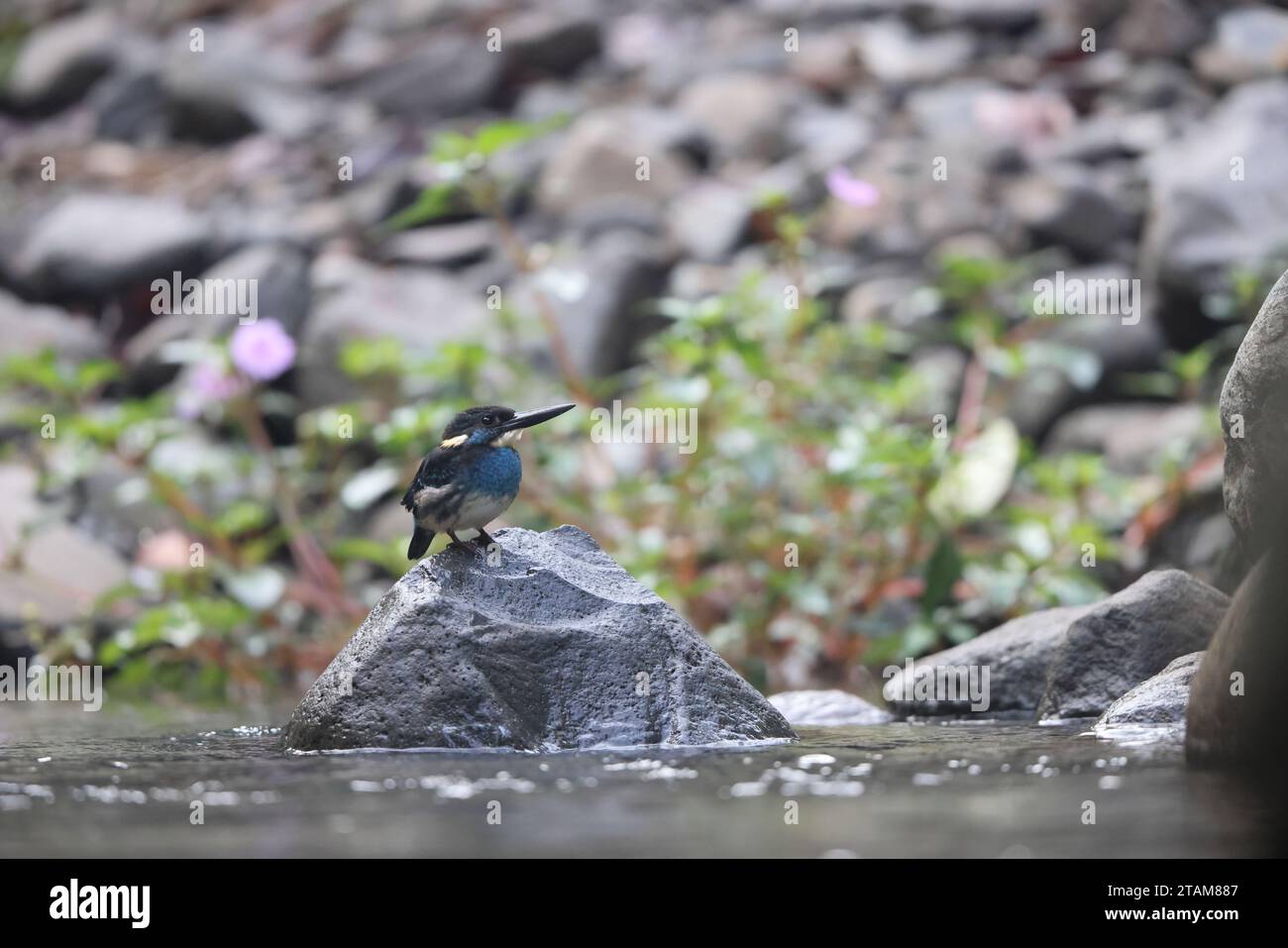 il kingfisher con bande blu di Giava (Alcedo euryzona), è una specie di kingfisher della sottofamiglia Alcedininae. È endemica e diffusa in tutta Giava. Foto Stock