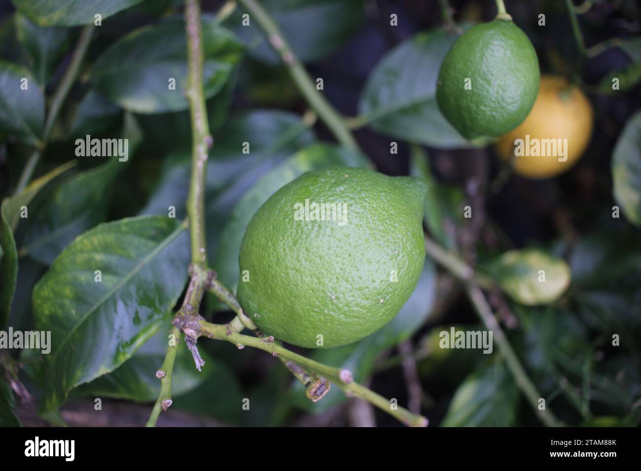 limoni organici verdi e gialli in un limone Foto Stock