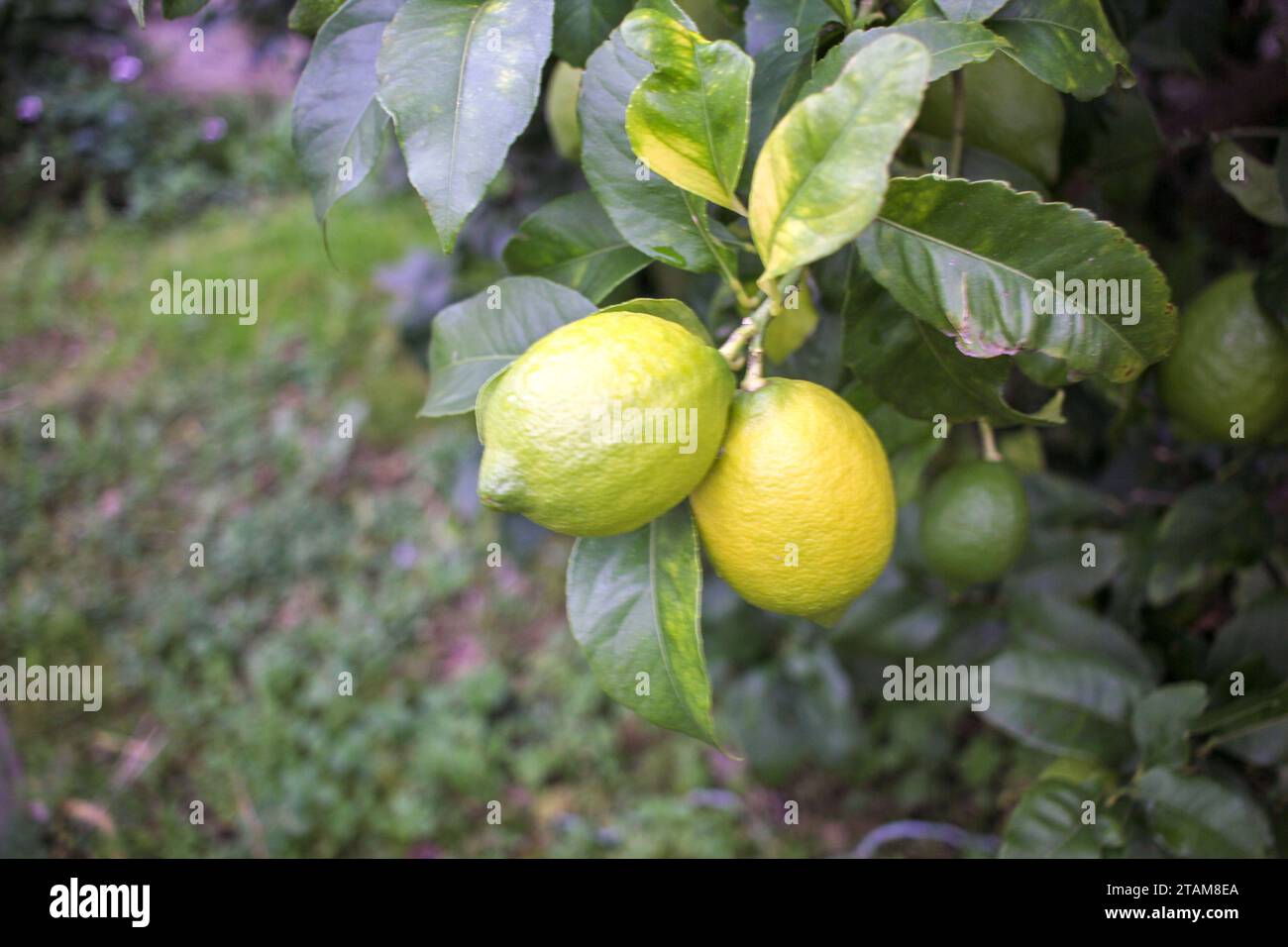 limoni verdi e gialli in un limone nel mio frutteto Foto Stock