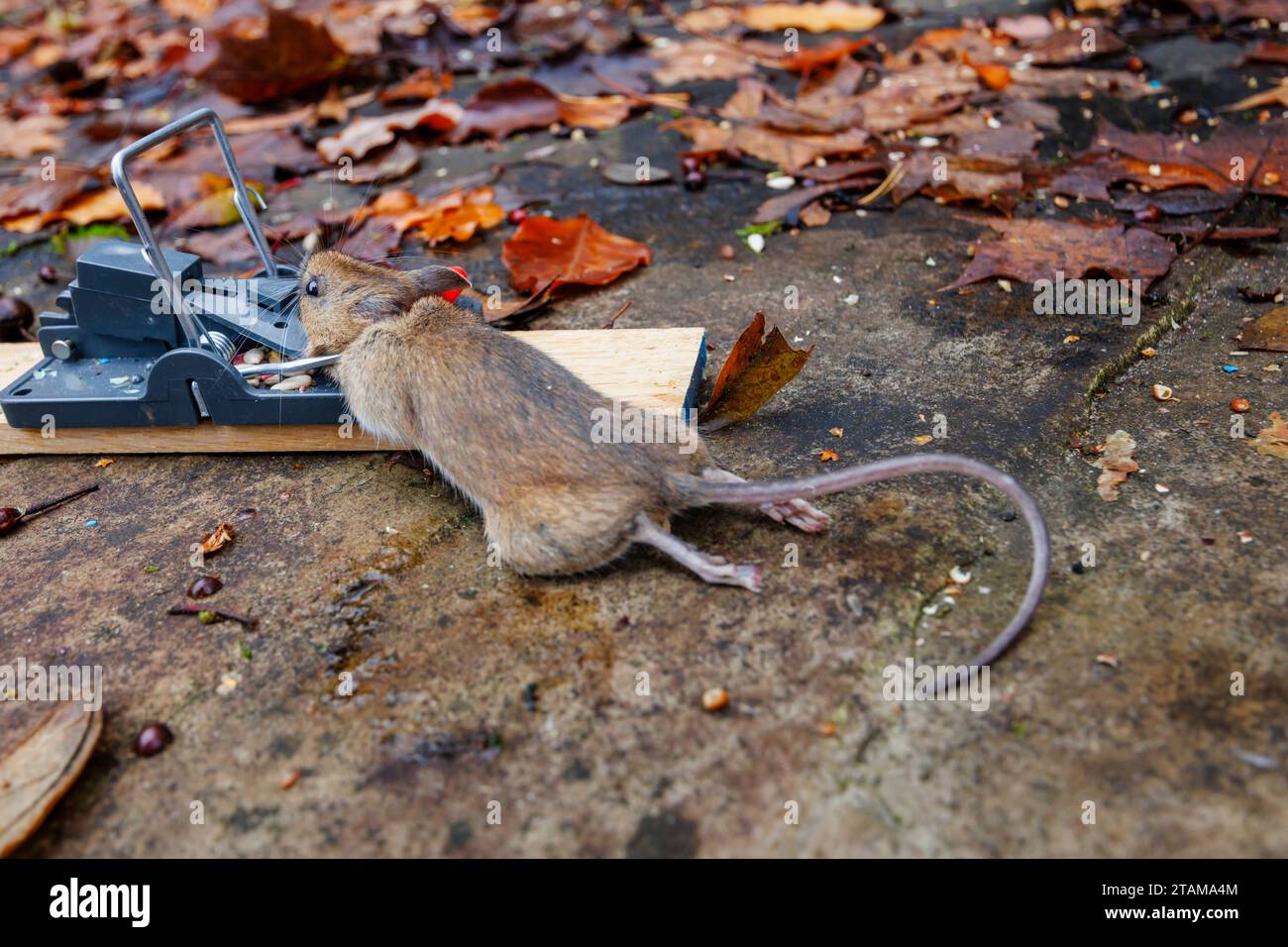 Un topo della casa morta (Mus musculus) catturato in un tipico trapano tradizionale con trapunta a molla Foto Stock