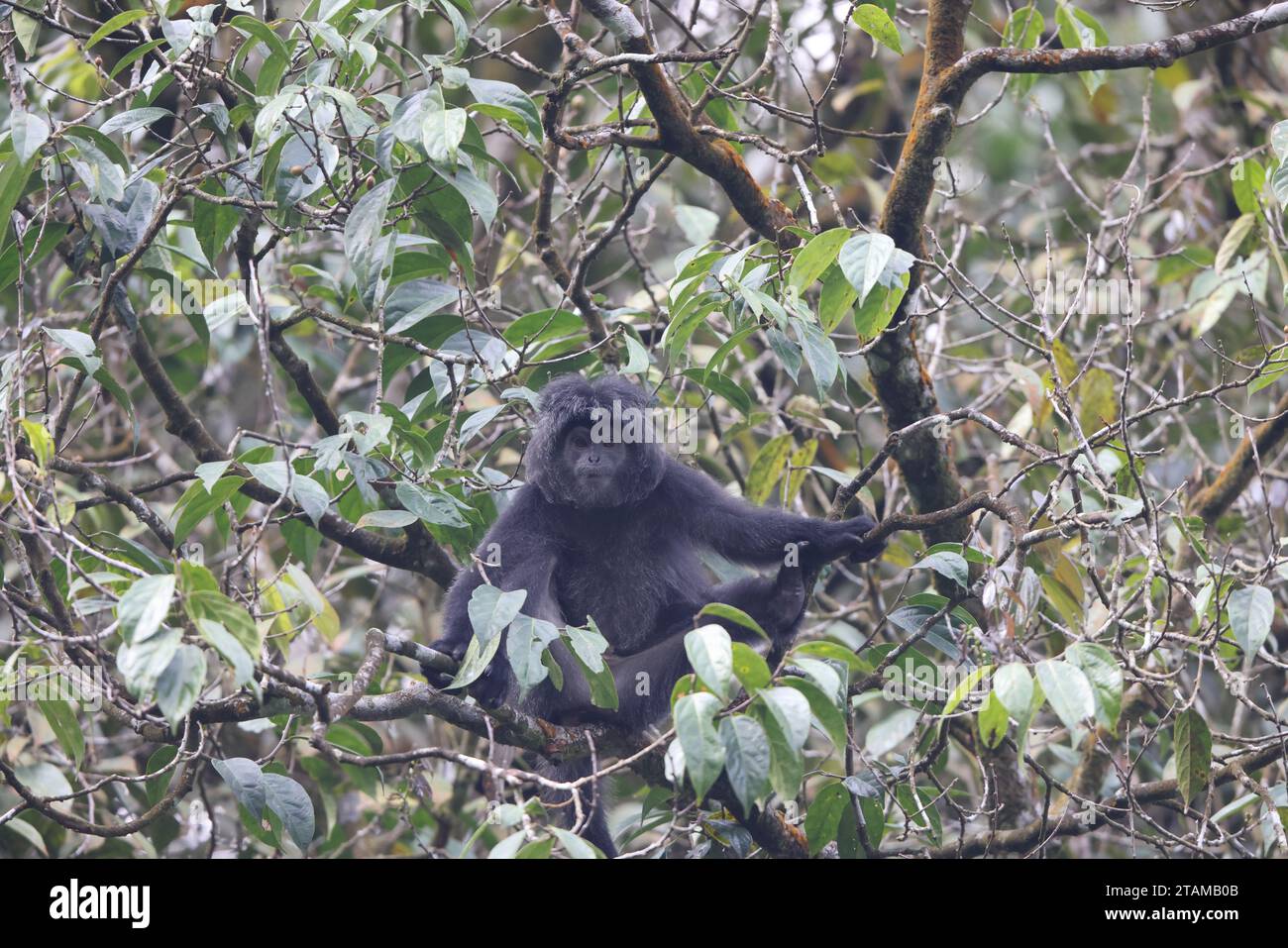 East Javan langur (Trachypithecus auratus), noto anche come ebony lutung, Javan langur o Javan lutung, è una scimmia del Vecchio mondo proveniente dalle Colobinae su Foto Stock