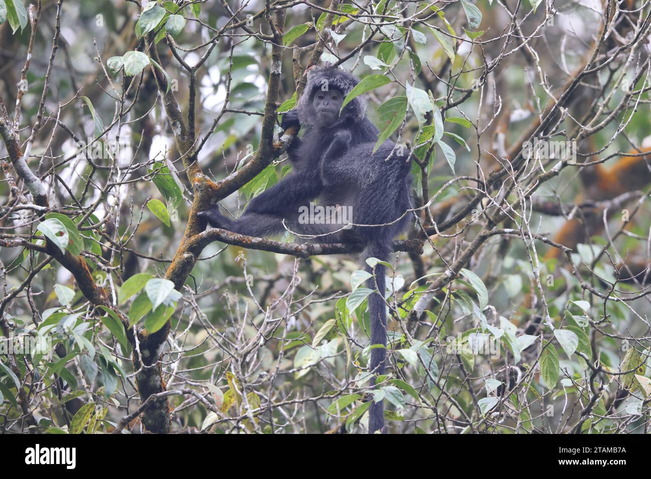 East Javan langur (Trachypithecus auratus), noto anche come ebony lutung, Javan langur o Javan lutung, è una scimmia del Vecchio mondo proveniente dalle Colobinae su Foto Stock