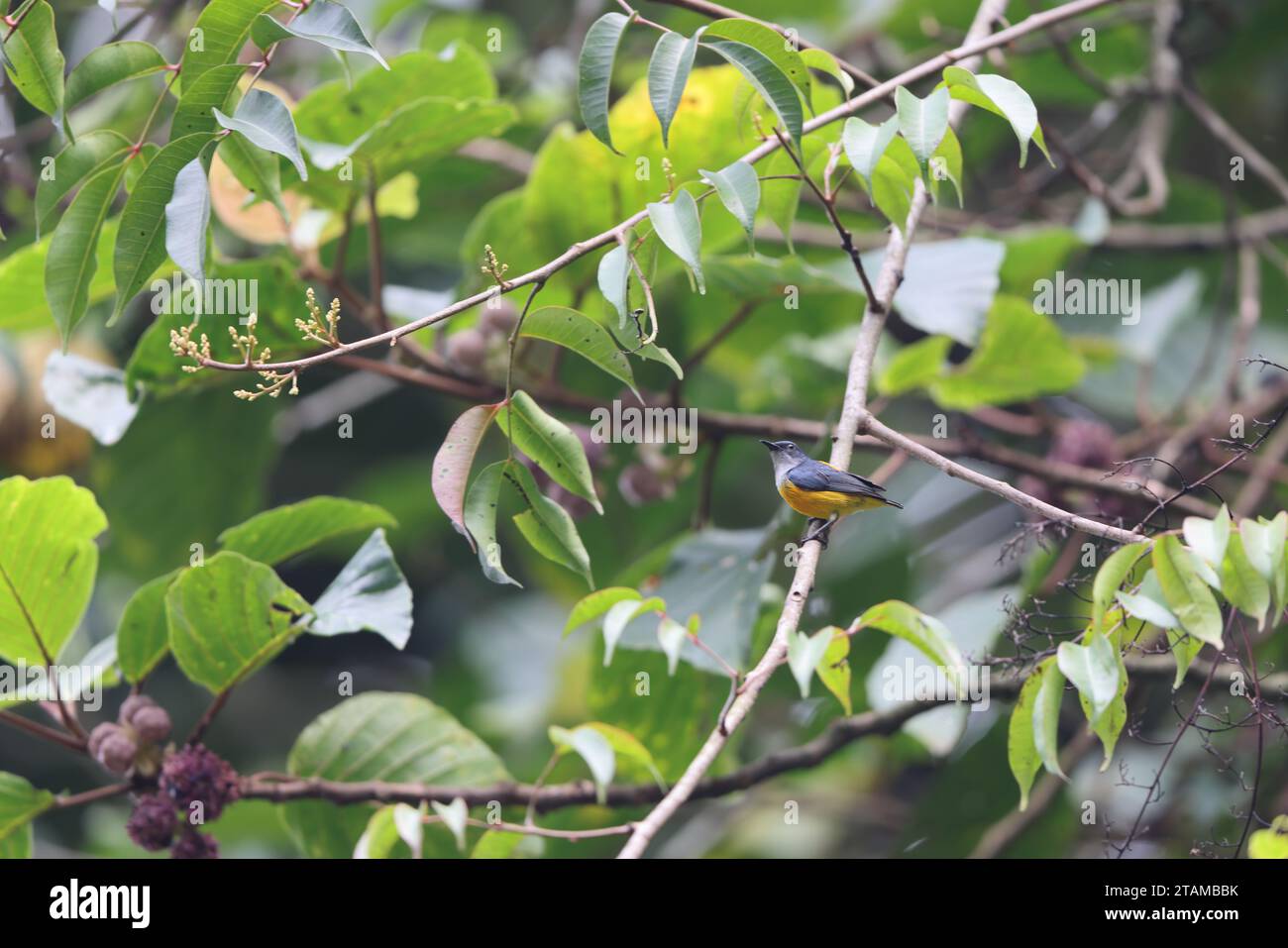 Il picchio di fiori con il becco d'arancio (Dicaeum trigonostigma) è una specie di uccello della famiglia Dicaeidae. Questa foto è stata scattata nell'isola di Luzon, nelle Filippine Foto Stock