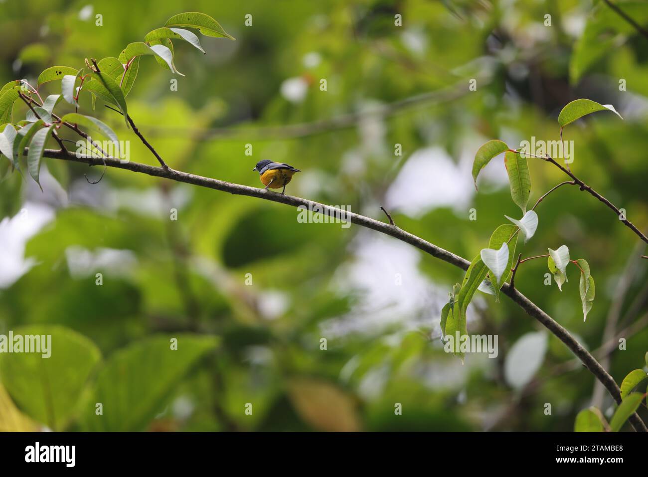 Il picchio di fiori con il becco d'arancio (Dicaeum trigonostigma) è una specie di uccello della famiglia Dicaeidae. Questa foto è stata scattata nell'isola di Luzon, nelle Filippine Foto Stock