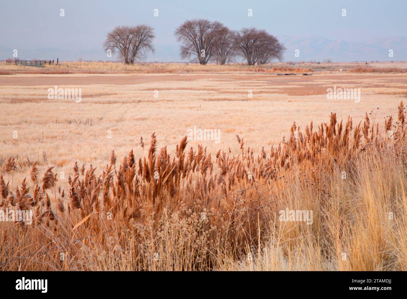 Trees in Field, Bear River Migratory Bird Refuge, Utah Foto Stock