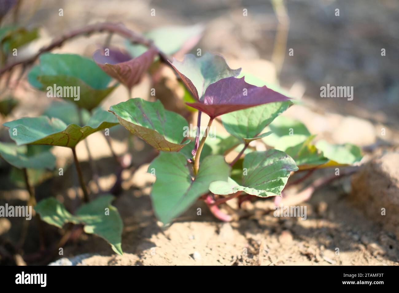 Foglie di patate dolci. dettaglio ravvicinato delle foglie di patate dolci in giardino Foto Stock