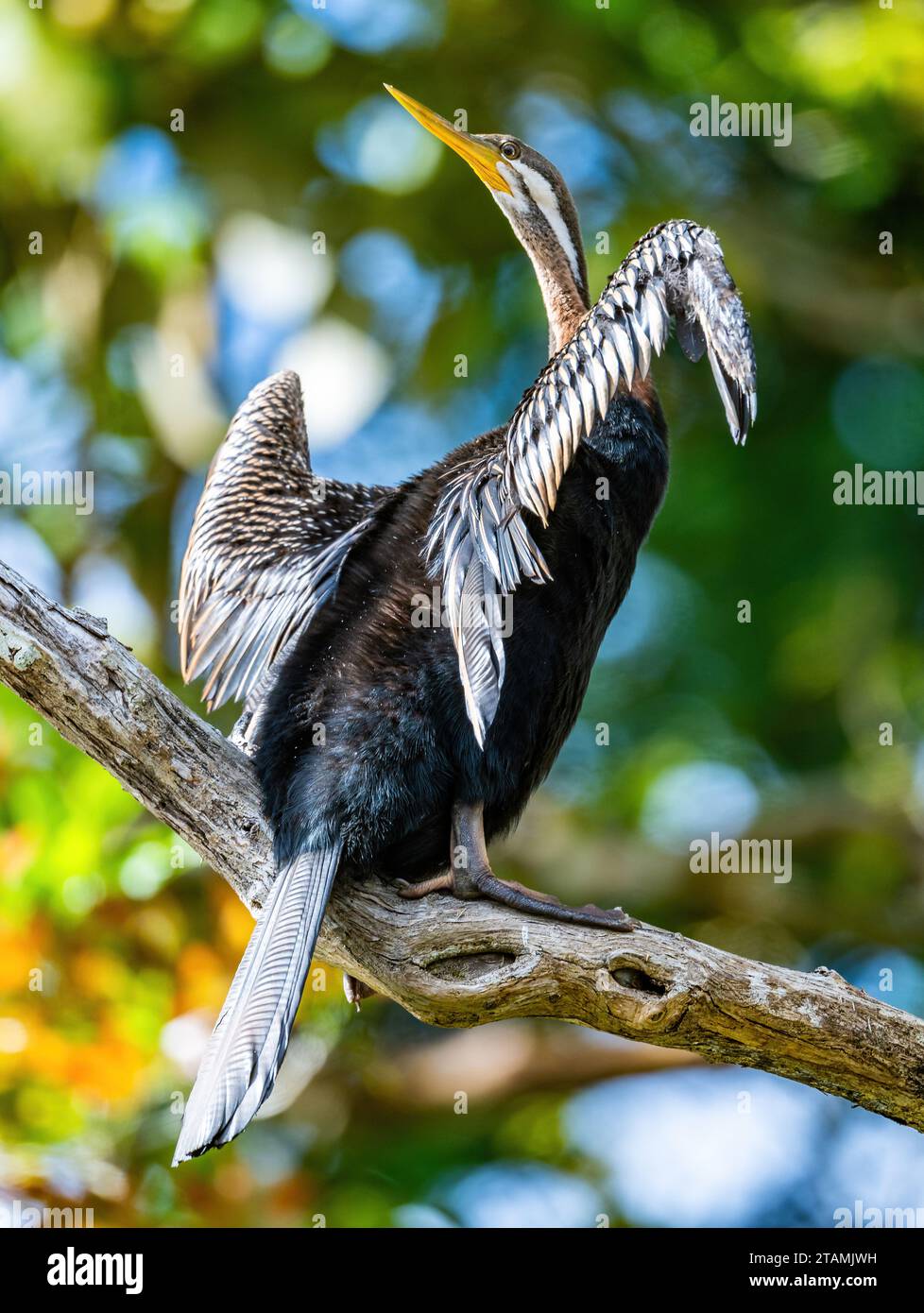 Un Darter Australasiatico (Anhinga novaehollandiae) che prende il sole su un albero. Queensland, Australia. Foto Stock