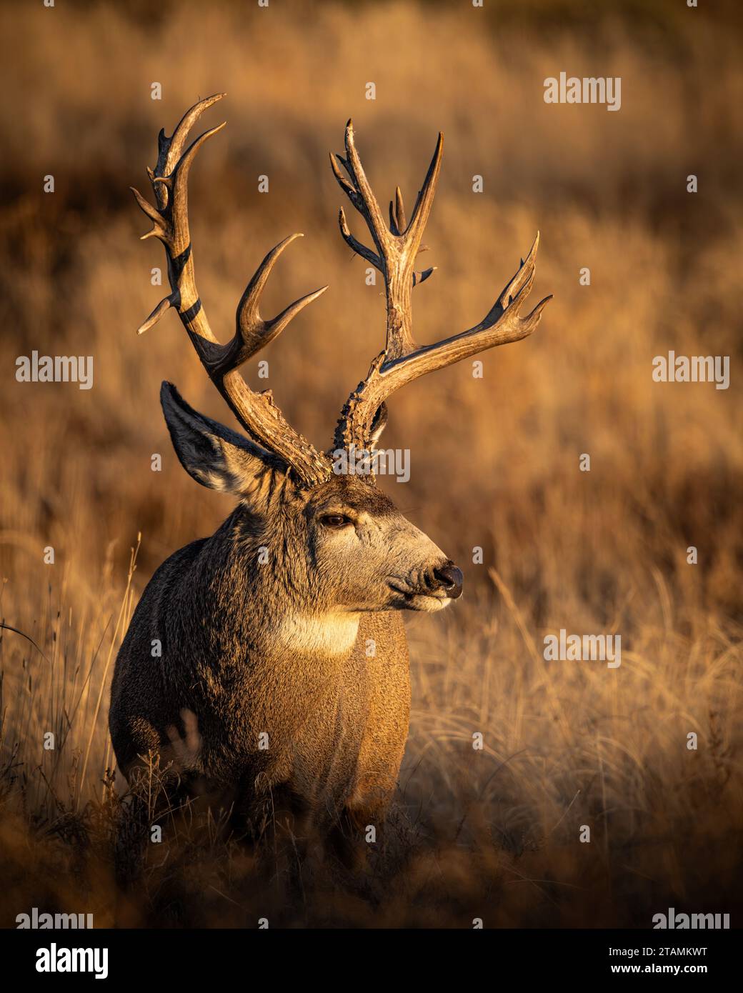 Maturo mulo cervo - odocoileus hemionus - in piedi su un'erba alta all'alba in Colorado, Stati Uniti Foto Stock