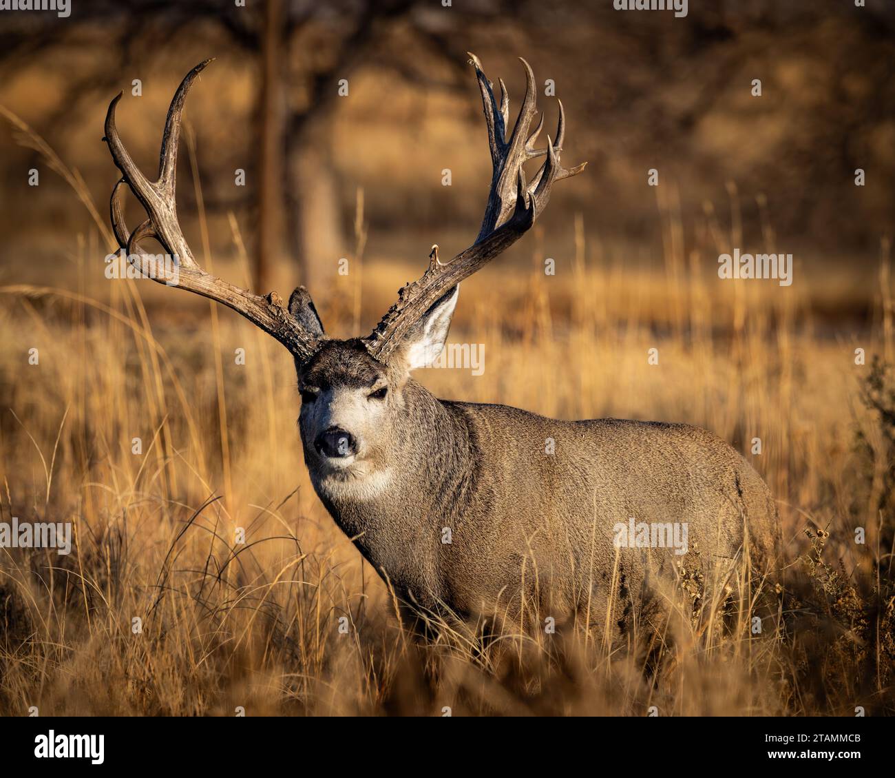 Il mulo maturo - odocoileus hemionus - si erge su un'erba alta all'alba in Colorado, Stati Uniti Foto Stock