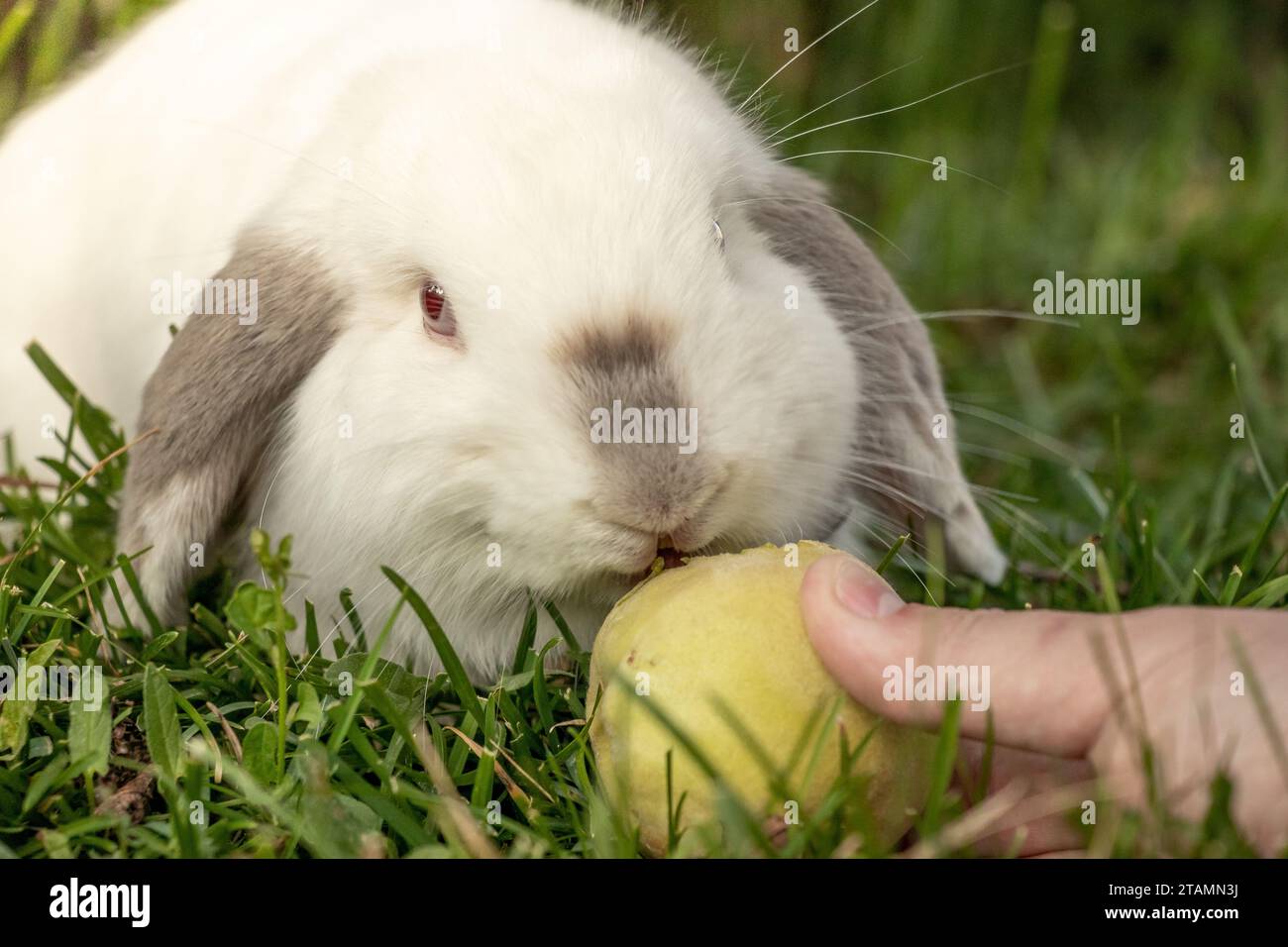 White Holland Lop Rabbit Bunny Albino Californian Siamese Red Eyes Flop Ear da vicino mangiare pesca sgranocchiata Foto Stock