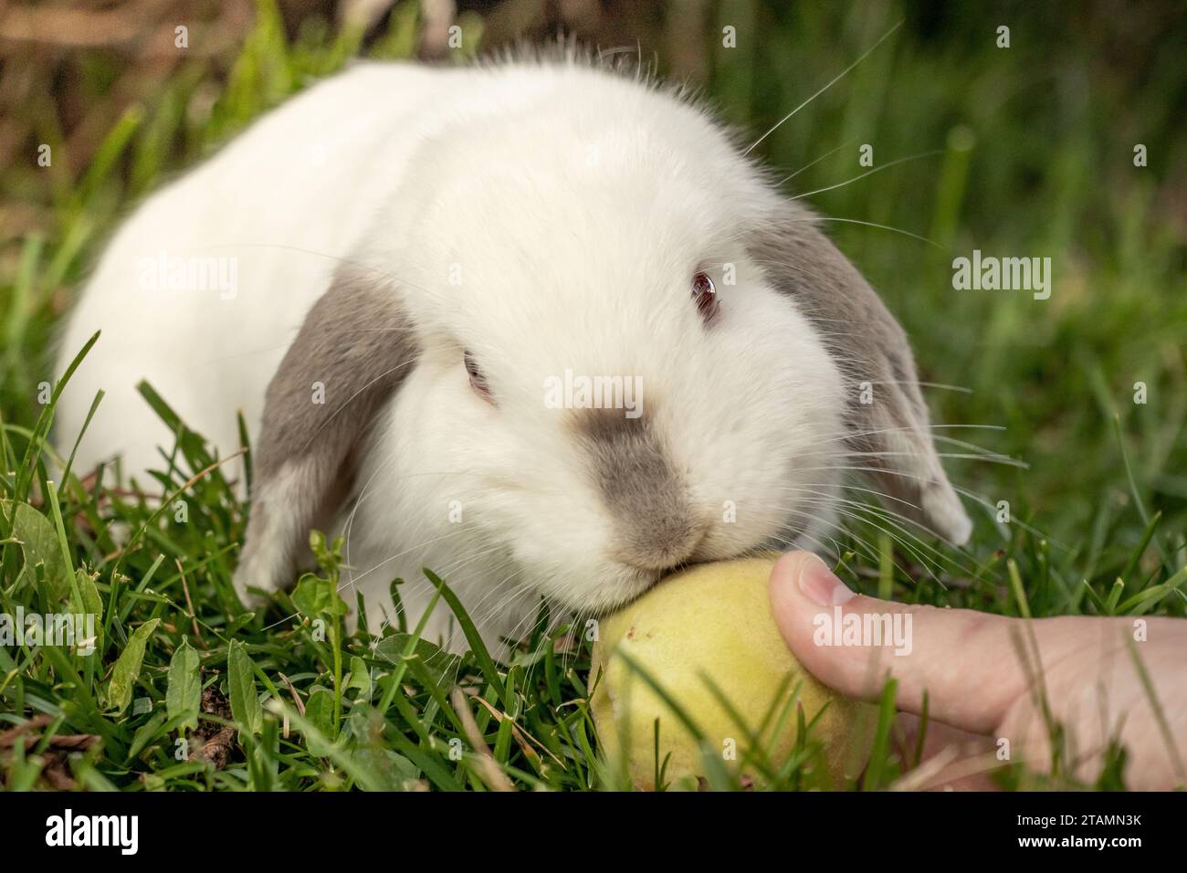 White Holland Lop Rabbit Bunny Albino Californian Siamese Red Eyes Flop Ear da vicino mangiare pesca sgranocchiata Foto Stock