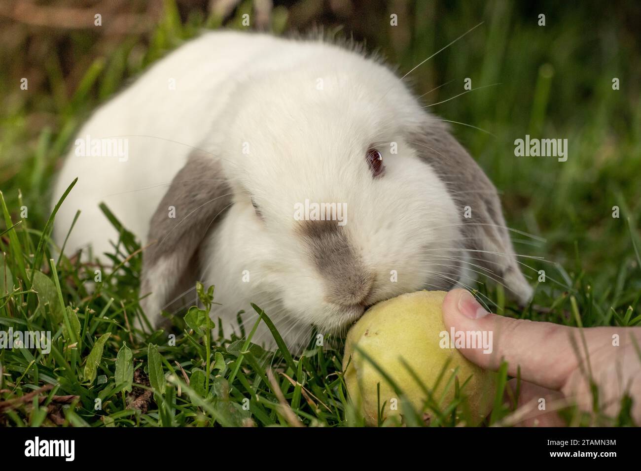 White Holland Lop Rabbit Bunny Albino Californian Siamese Red Eyes Flop Ear da vicino mangiare pesca sgranocchiata Foto Stock