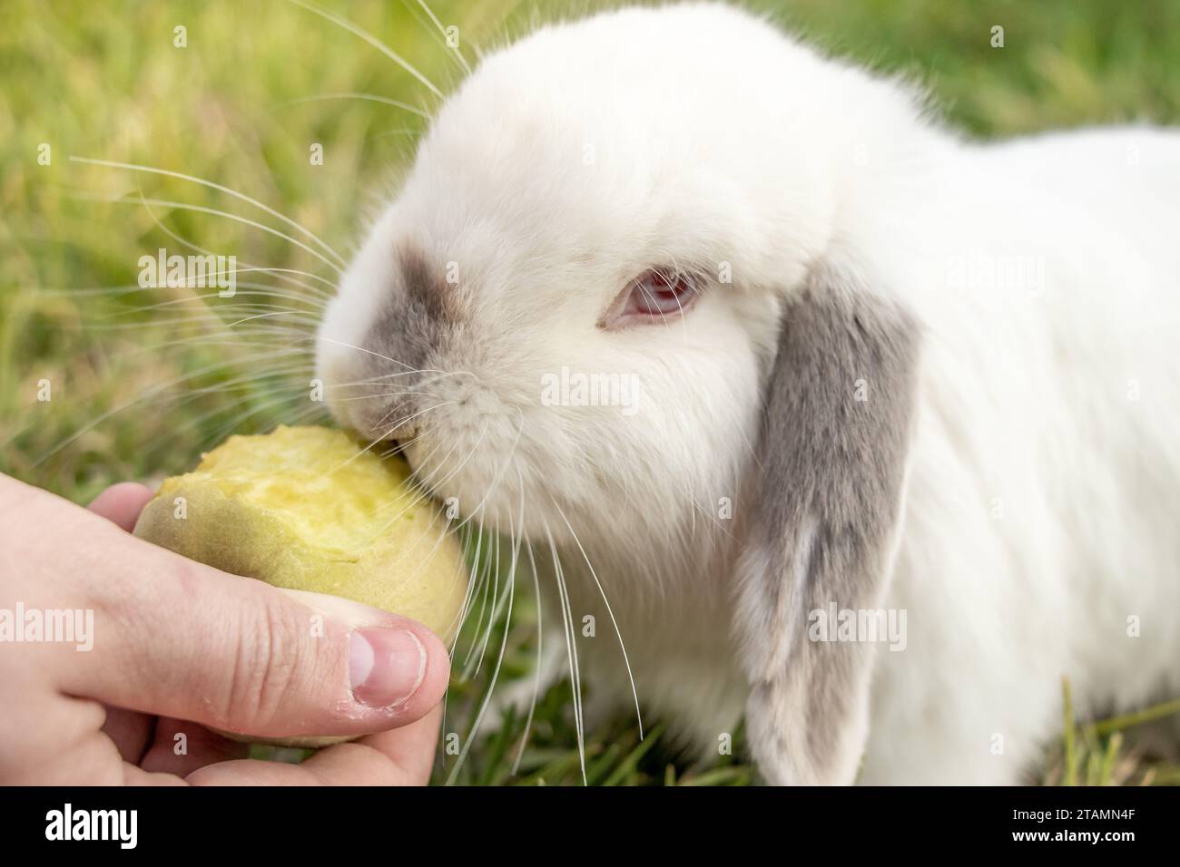 White Holland Lop Rabbit Bunny Albino Californian Siamese Red Eyes Flop Ear da vicino mangiare pesca sgranocchiata Foto Stock