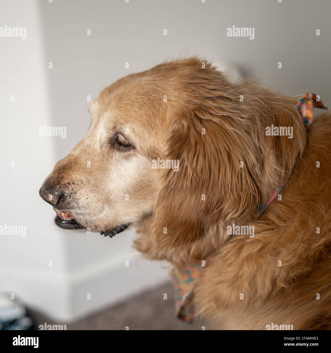 Cane con Underbite soffice adorabile Golden Retriever Side View Bone Structure scrunched Nose Foto Stock