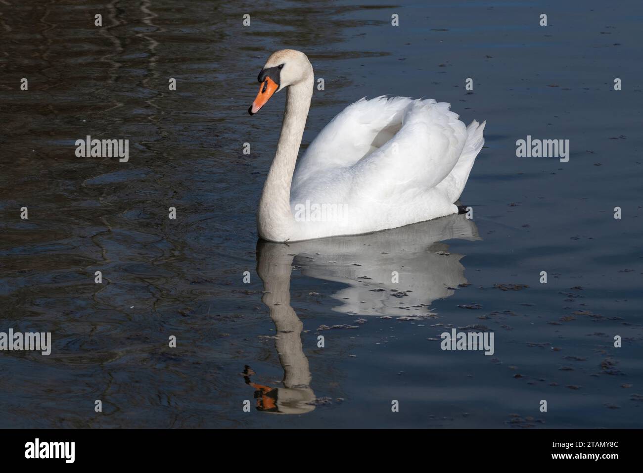 Cigno bianco (Cygnus olor) con riflesso sulla superficie dell'acqua in una giornata di sole Foto Stock
