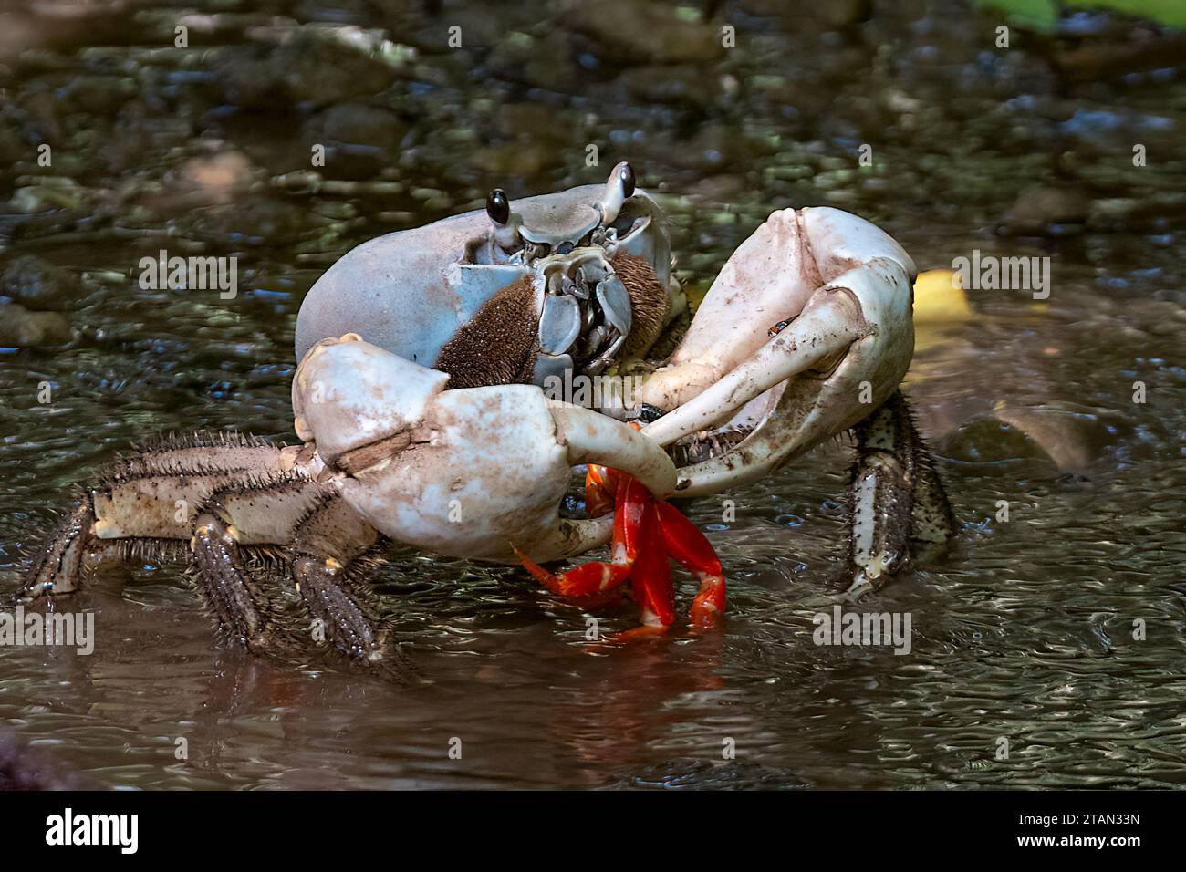 Christmas Island Blue Crab (Tuerkayana hirtipes o Tuerkayana celeste) che dà da mangiare a un granchio rosso, Christmas Island, Australia Foto Stock