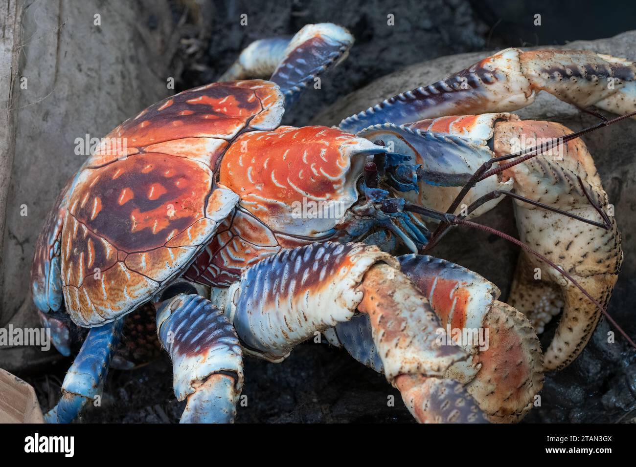 Granchio Del Cocco, Dimensioni E Caratteristiche - Foto 3