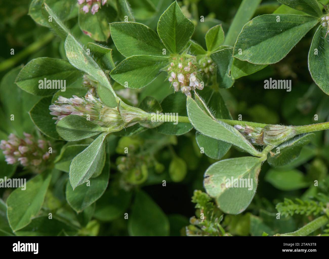 Trifoglio annodato, Trifolium striatum, in fiore su prati asciutti. Foto Stock
