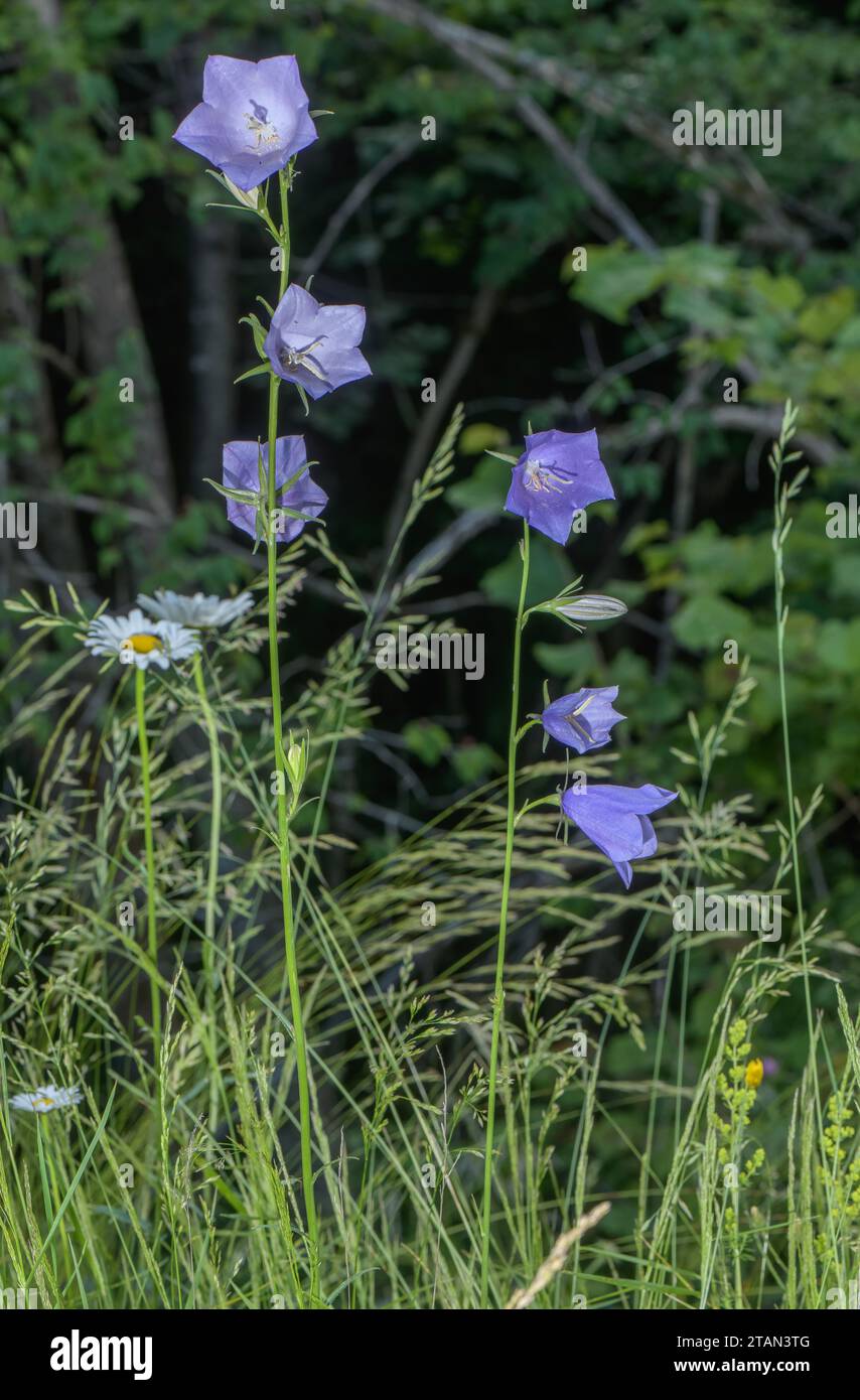 Fiore di fiori di pesca, Campanula persicifolia in fiore su arenile erboso. Francia. Foto Stock