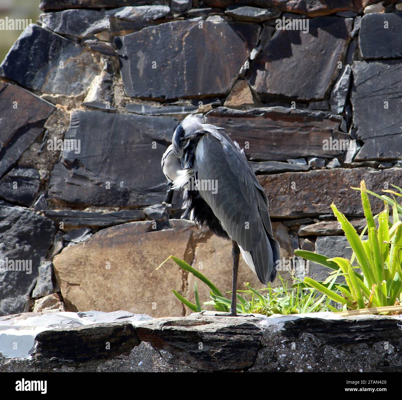 Heron grigio (Ardea cinerea) riposa tra le rocce : (pix Sanjiv Shukla) Foto Stock