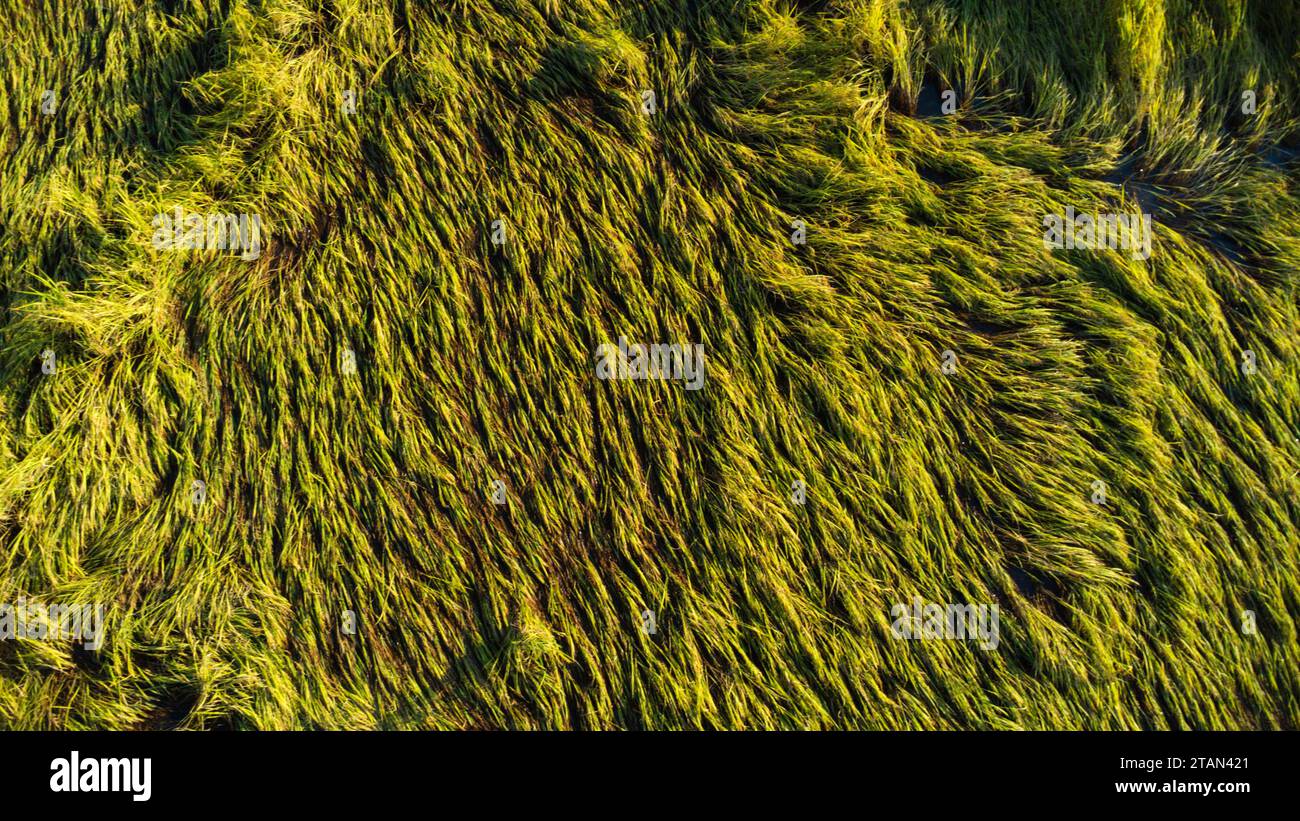 Caduta di riso nel campo. Le piante di riso sono cadute a causa dei forti venti e della pioggia prima del raccolto. Il riso è danneggiato a causa della rottura della paglia, rendendo più dif Foto Stock