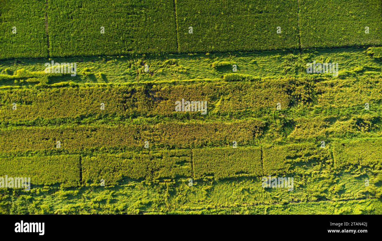 Caduta di riso nel campo. Le piante di riso sono cadute a causa dei forti venti e della pioggia prima del raccolto. Il riso è danneggiato a causa della rottura della paglia, rendendo più dif Foto Stock