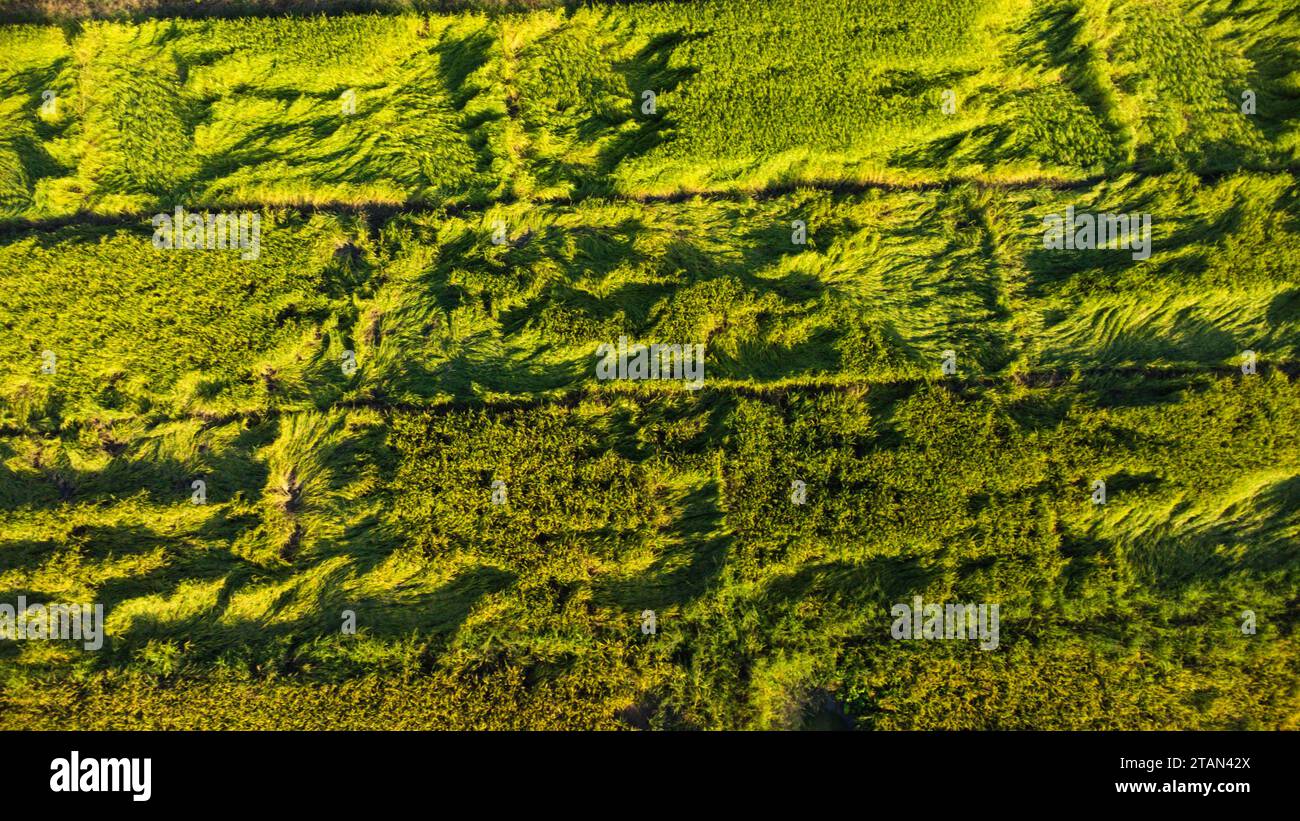Caduta di riso nel campo. Le piante di riso sono cadute a causa dei forti venti e della pioggia prima del raccolto. Il riso è danneggiato a causa della rottura della paglia, rendendo più dif Foto Stock