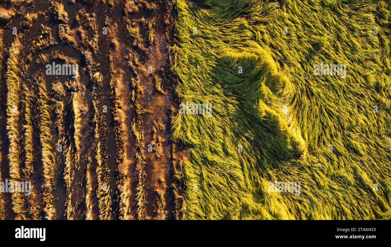 Caduta di riso nel campo. Le piante di riso sono cadute a causa dei forti venti e della pioggia prima del raccolto. Il riso è danneggiato a causa della rottura della paglia, rendendo più dif Foto Stock
