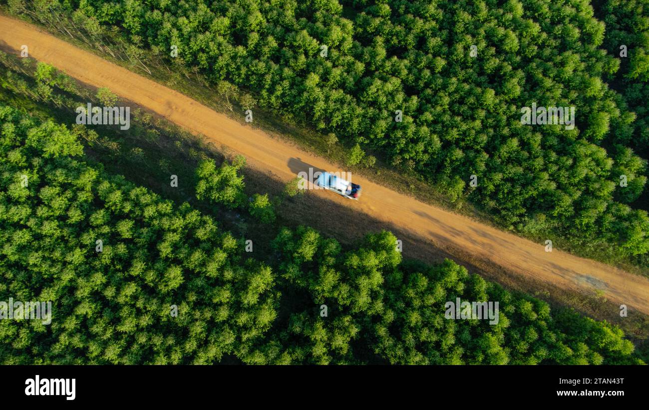 Veduta aerea della piantagione di eucalipto in Thailandia. Vista dall'alto delle aree di coltivazione o dei terreni agricoli nella stanza dei bambini all'aperto. Attività di coltivazione. Naturale Foto Stock