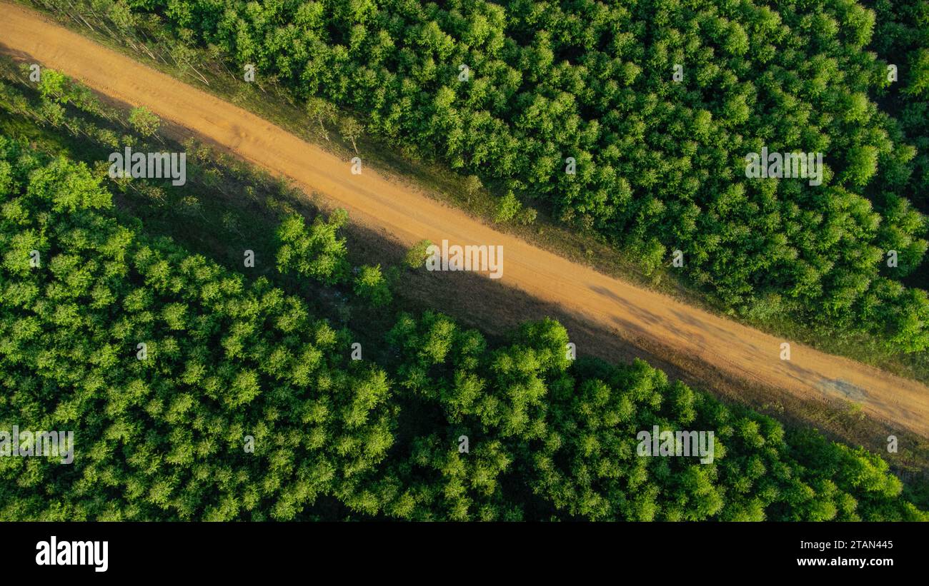 Veduta aerea della piantagione di eucalipto in Thailandia. Vista dall'alto delle aree di coltivazione o dei terreni agricoli nella stanza dei bambini all'aperto. Attività di coltivazione. Naturale Foto Stock