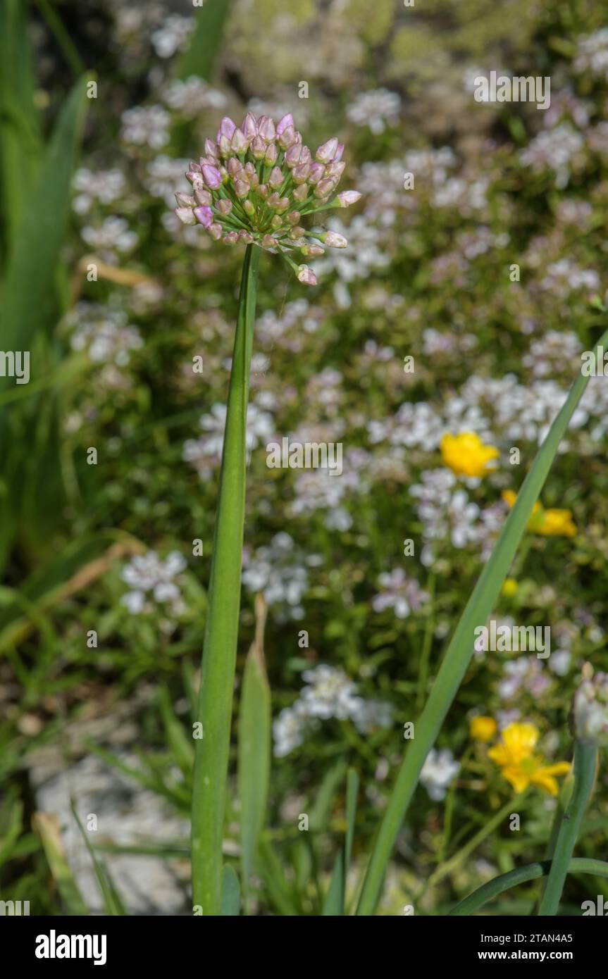 Aglio di topo, Allium pyrenaicum, in fiore; pianta rara dei Pirenei spagnoli. Foto Stock