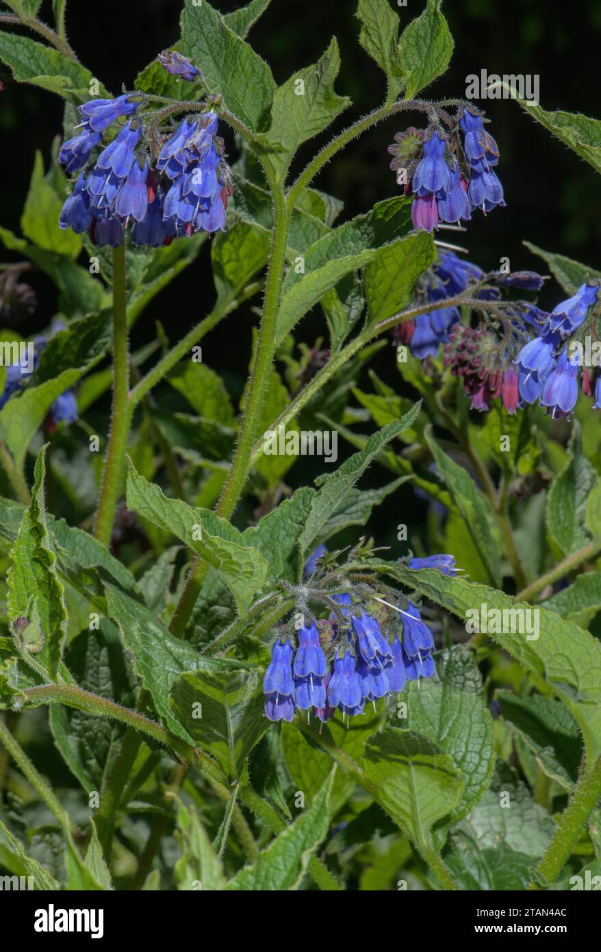 Comfrey caucasica, Symphytum caucasicum in fiore Foto Stock