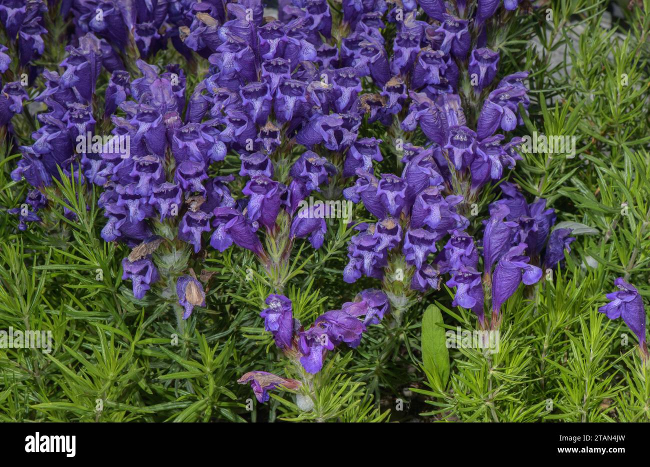 Dragone austriaco, Dracocephalum austriacum in fiore nelle Alpi. Foto Stock